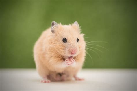 hamster xx|Hamsters .